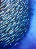 School of fish